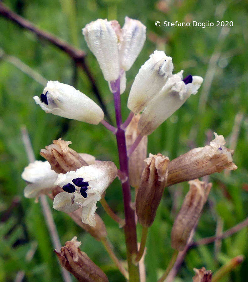 Image of Common Roman Squill