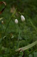 Image of Leucojum aestivum subsp. pulchellum (Salisb.) Malag. 1973