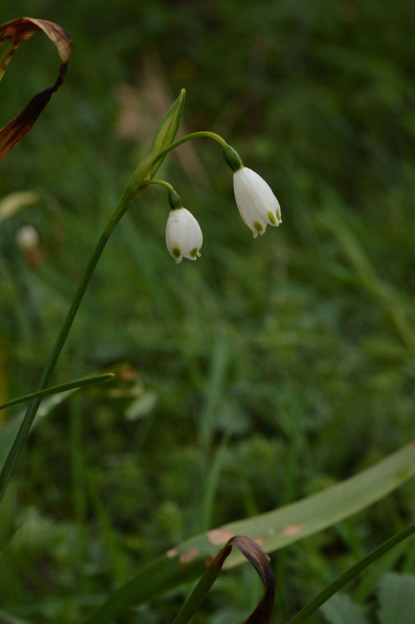 Image of Leucojum aestivum subsp. pulchellum (Salisb.) Malag. 1973