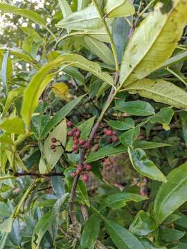 Image of Zanthoxylum armatum DC.