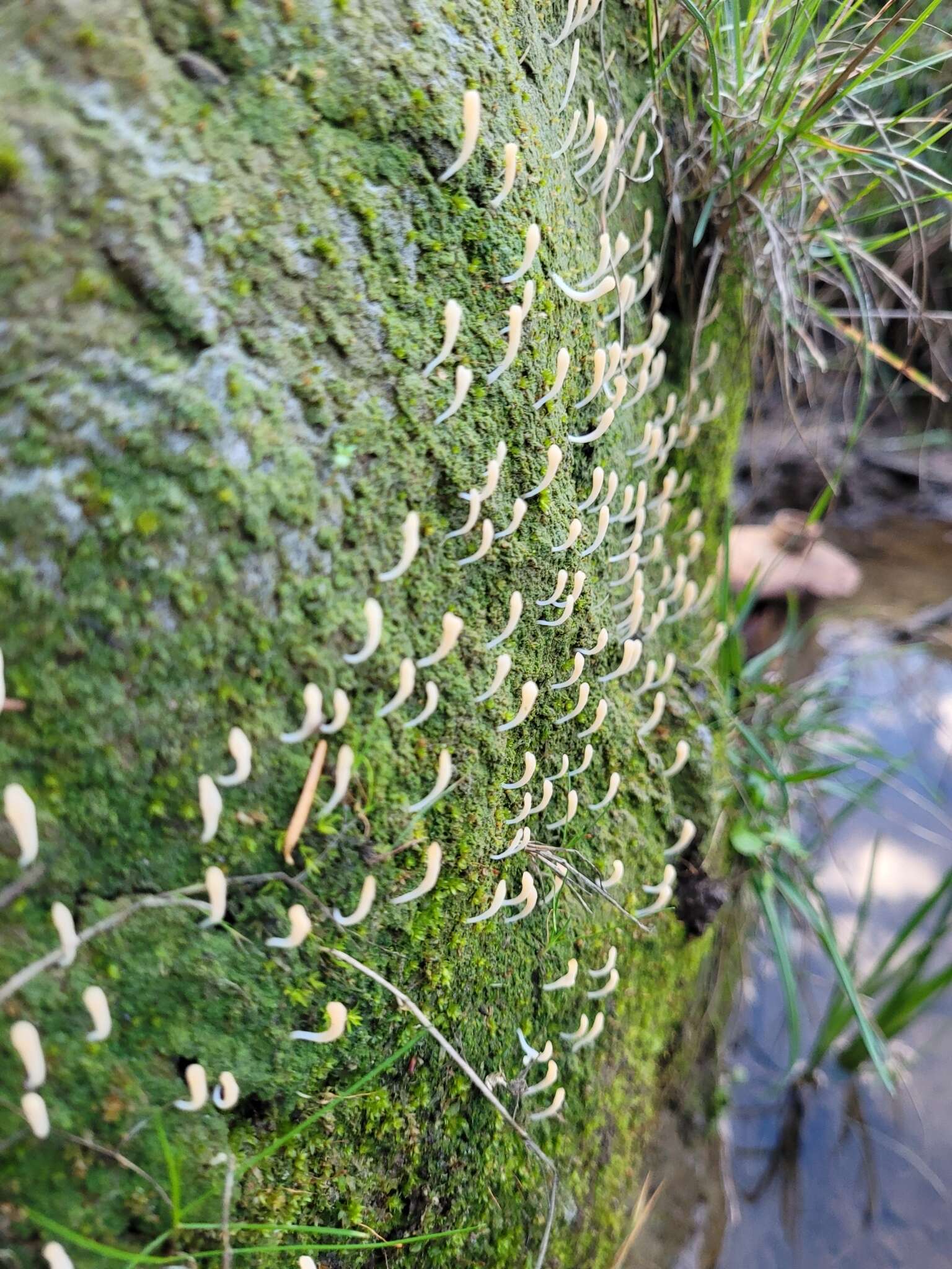 Multiclavula vernalis (Schwein.) R. H. Petersen 1967 resmi