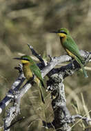 Image de Merops pusillus argutus Clancey 1967