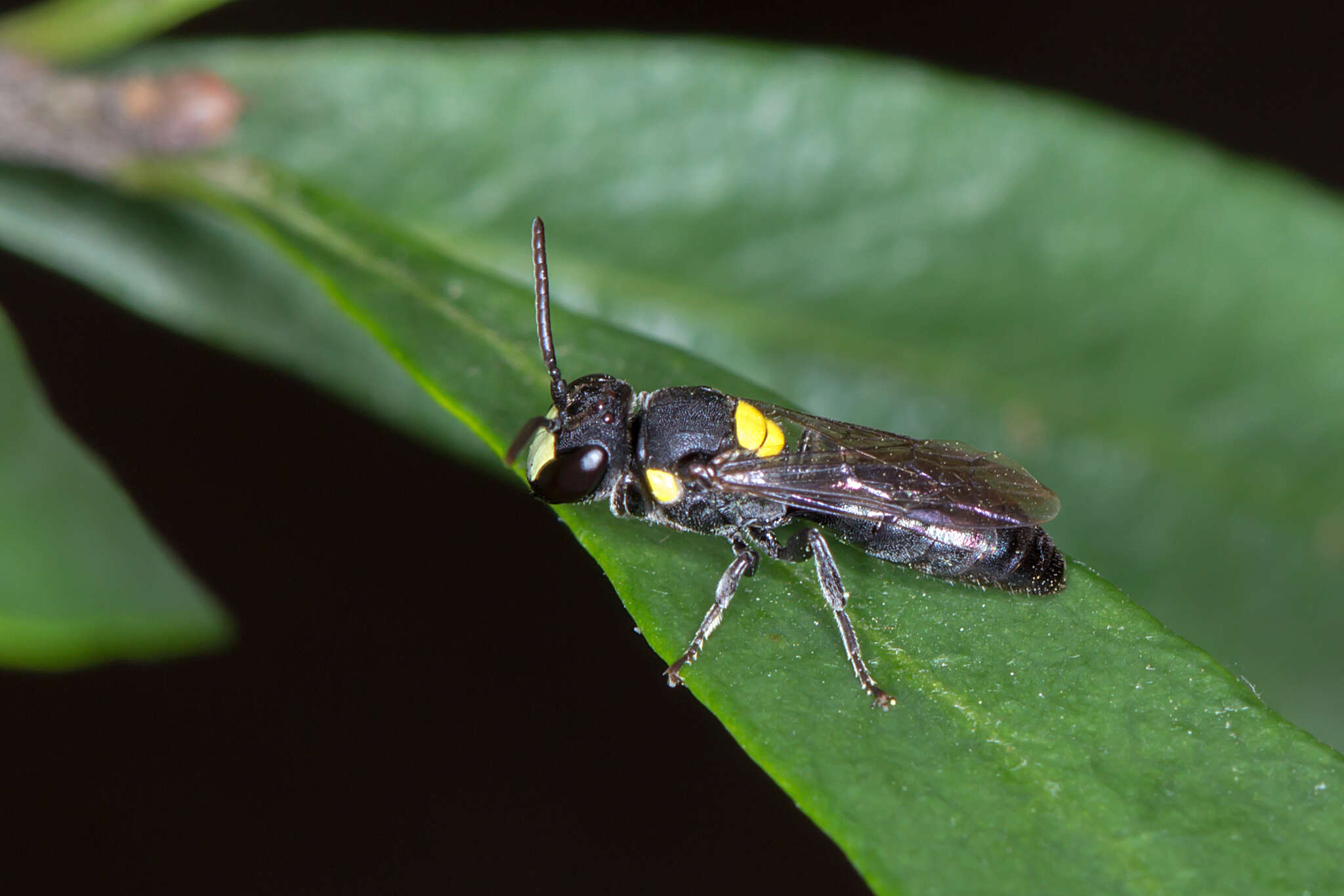 Image of Hylaeus rotundiceps (Smith 1879)