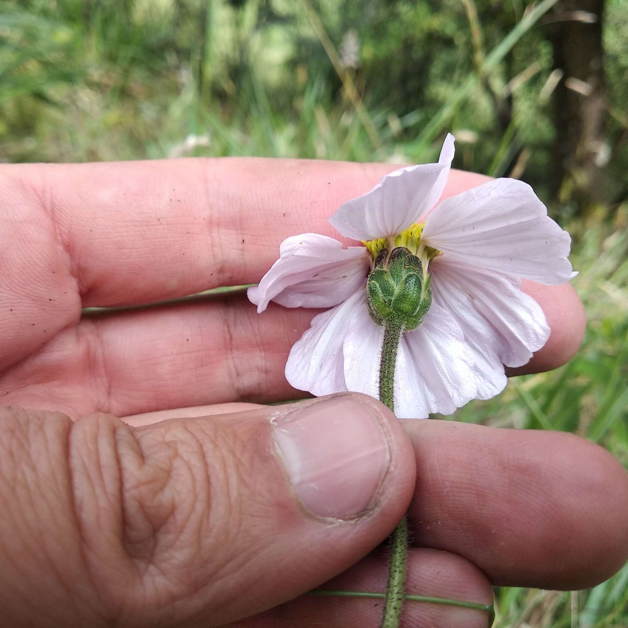 Image of Tridax angustifolia Spruce ex Benth. & Hook. fil.