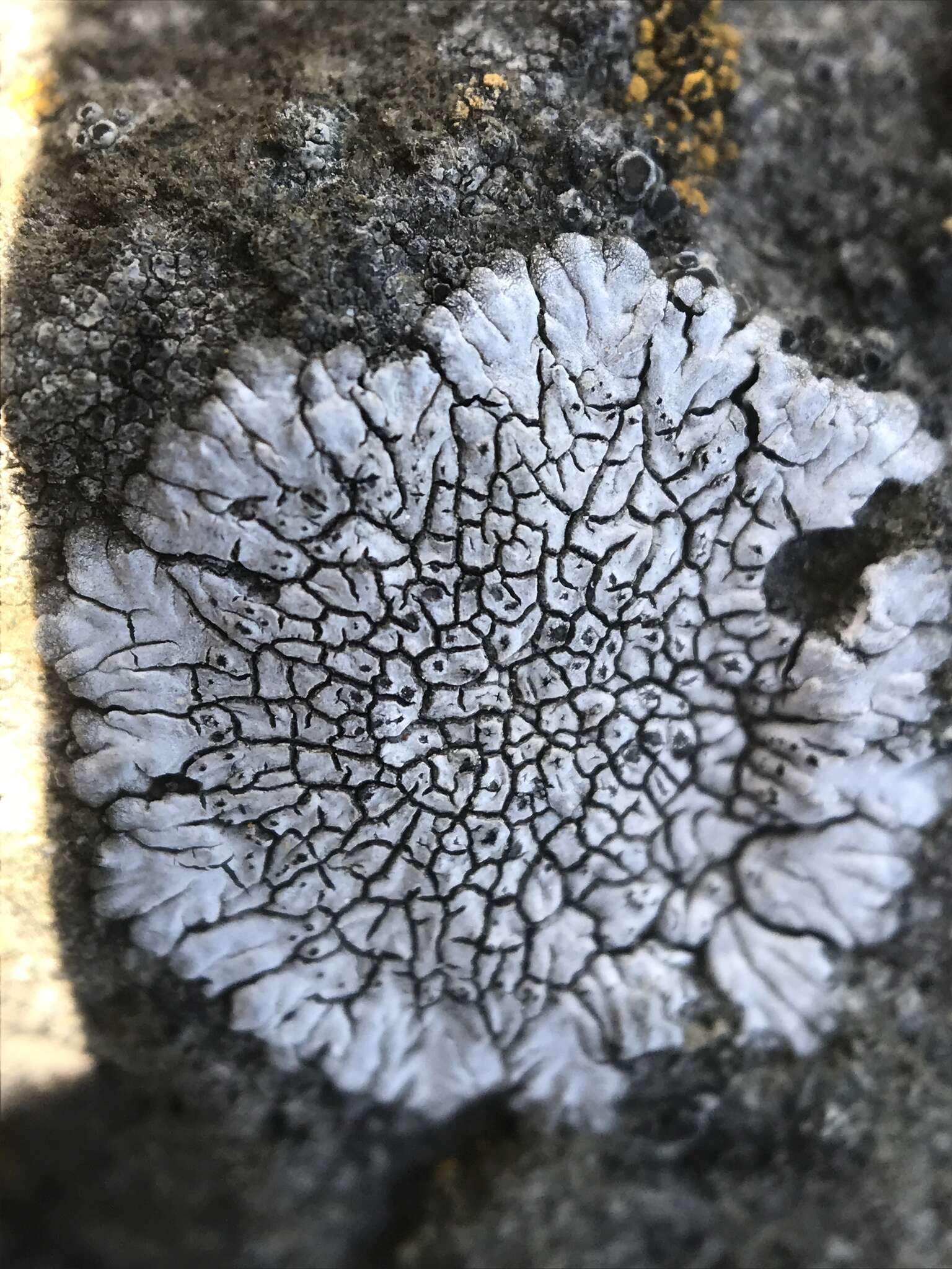 Image of mountain lichen