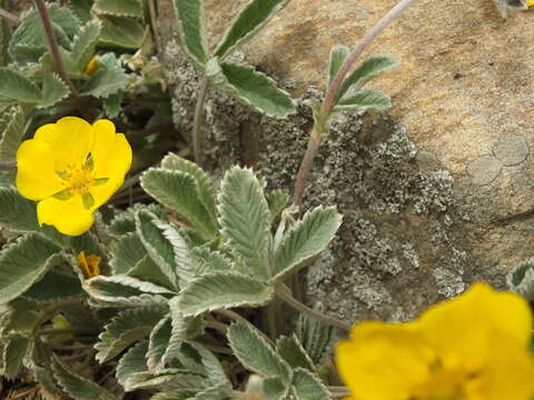 Image of Potentilla argyrophylla Wall.