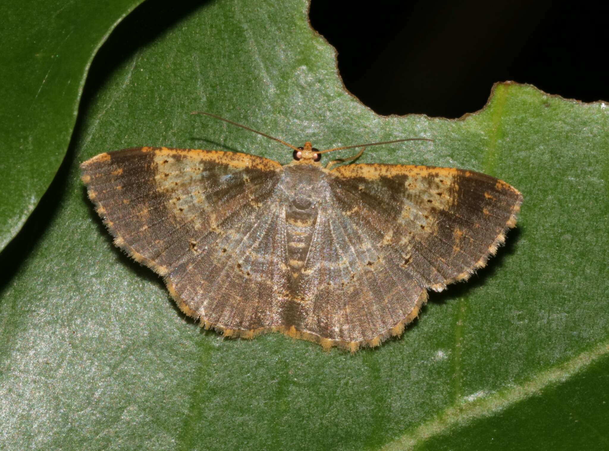 Image of Peratophyga crista Jiang, Xue & Han