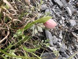 Image de Cypripedium taiwanalpinum