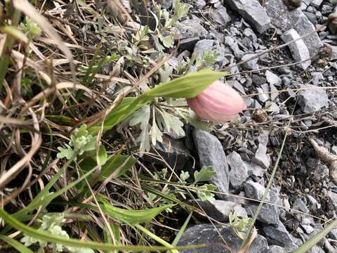 Image of Cypripedium taiwanalpinum