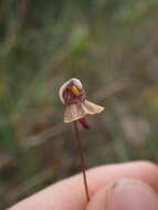 Image of Utricularia hispida Lam.