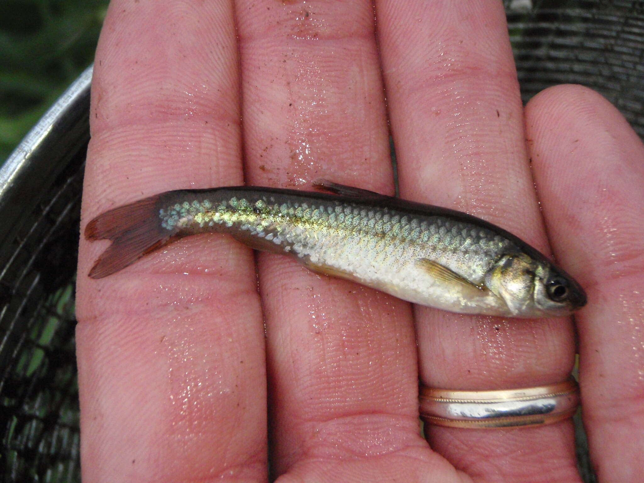 Hybognathus hankinsoni Hubbs 1929 resmi