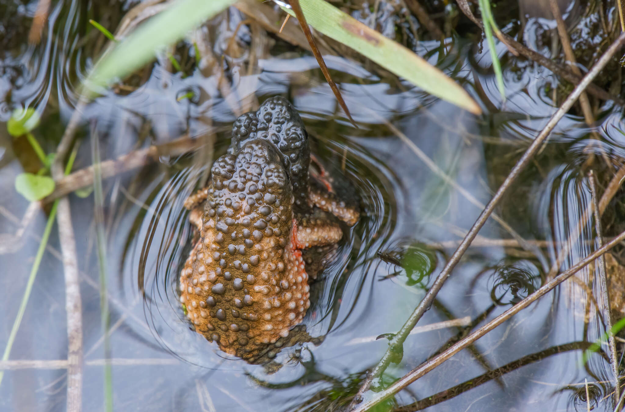 Image of Maldonada Redbelly Toad