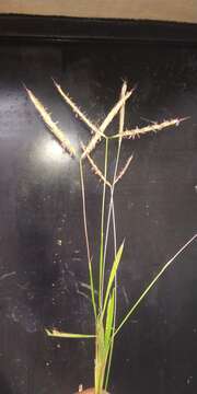 Image of Grass