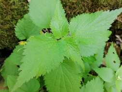 Image of Lamium flexuosum Ten.