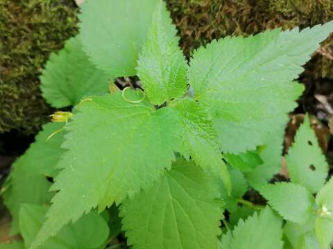 Слика од Lamium flexuosum Ten.