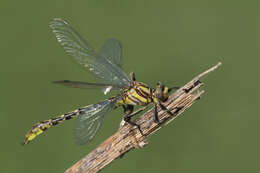 صورة Phanogomphus militaris (Hagen ex Selys 1858)