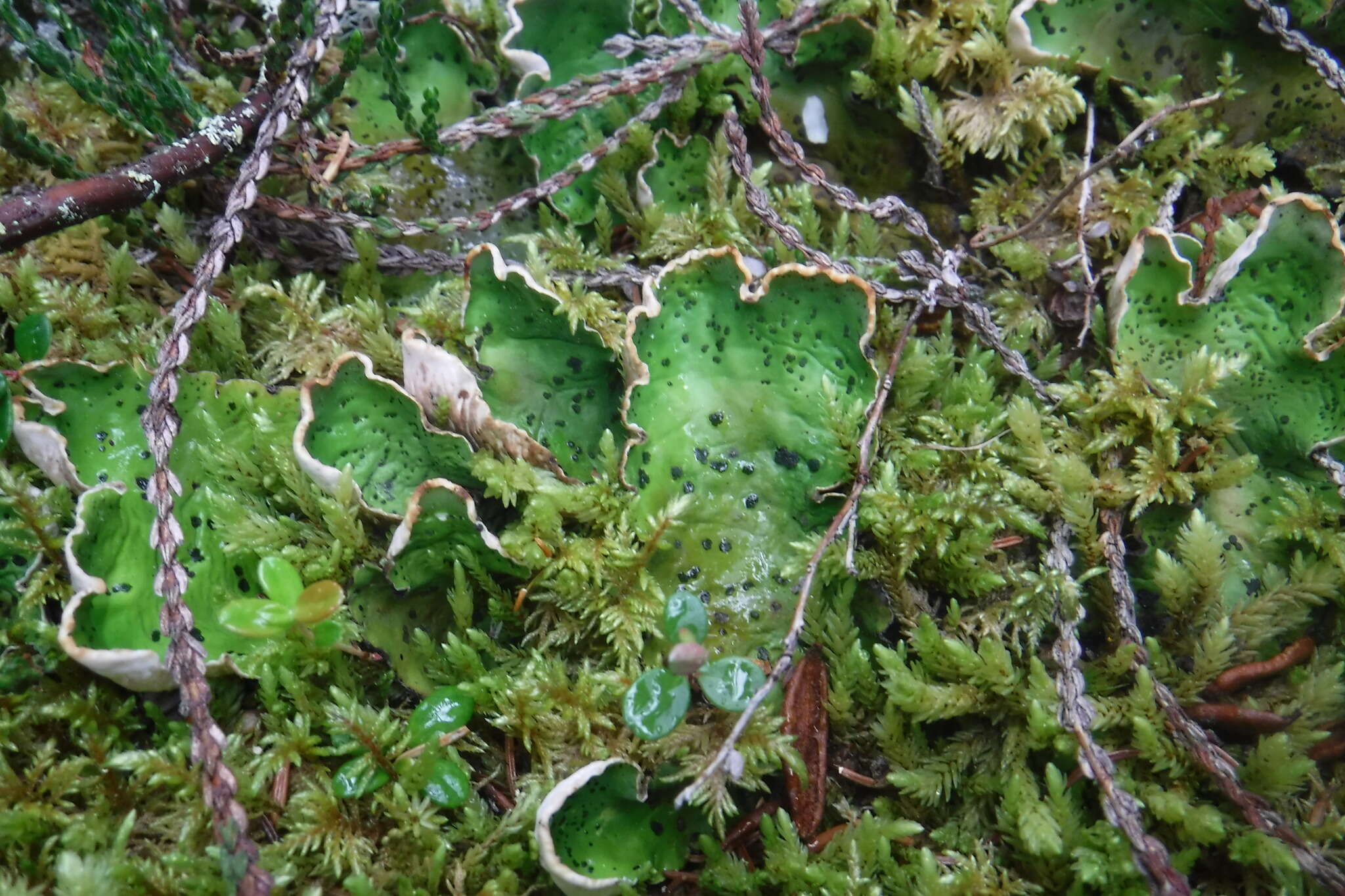 Image of felt lichen