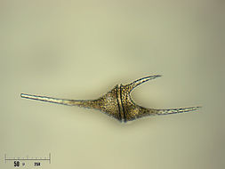 Image of <i>Ceratium hirundinella</i>