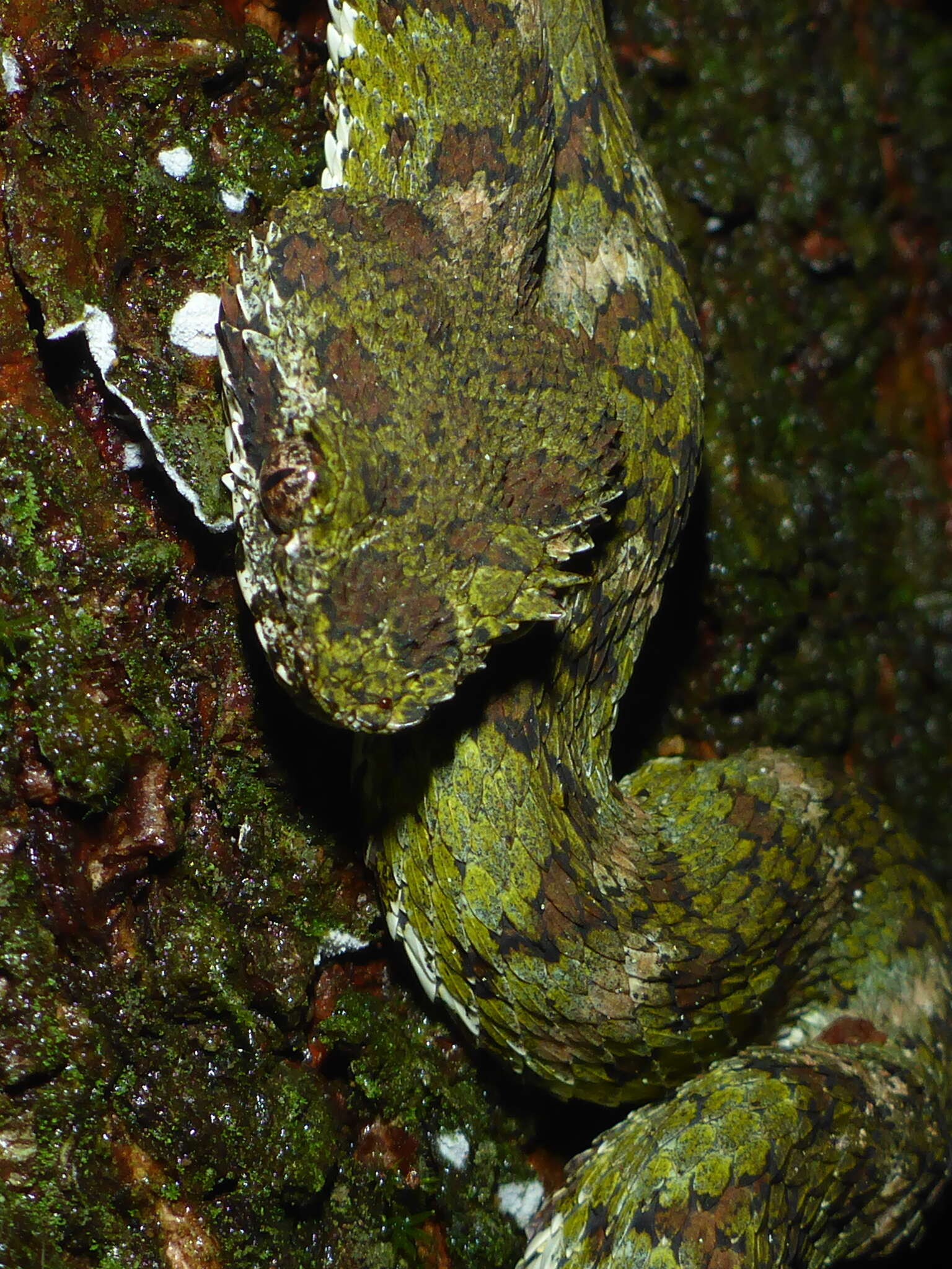 Image of Eyelash Viper