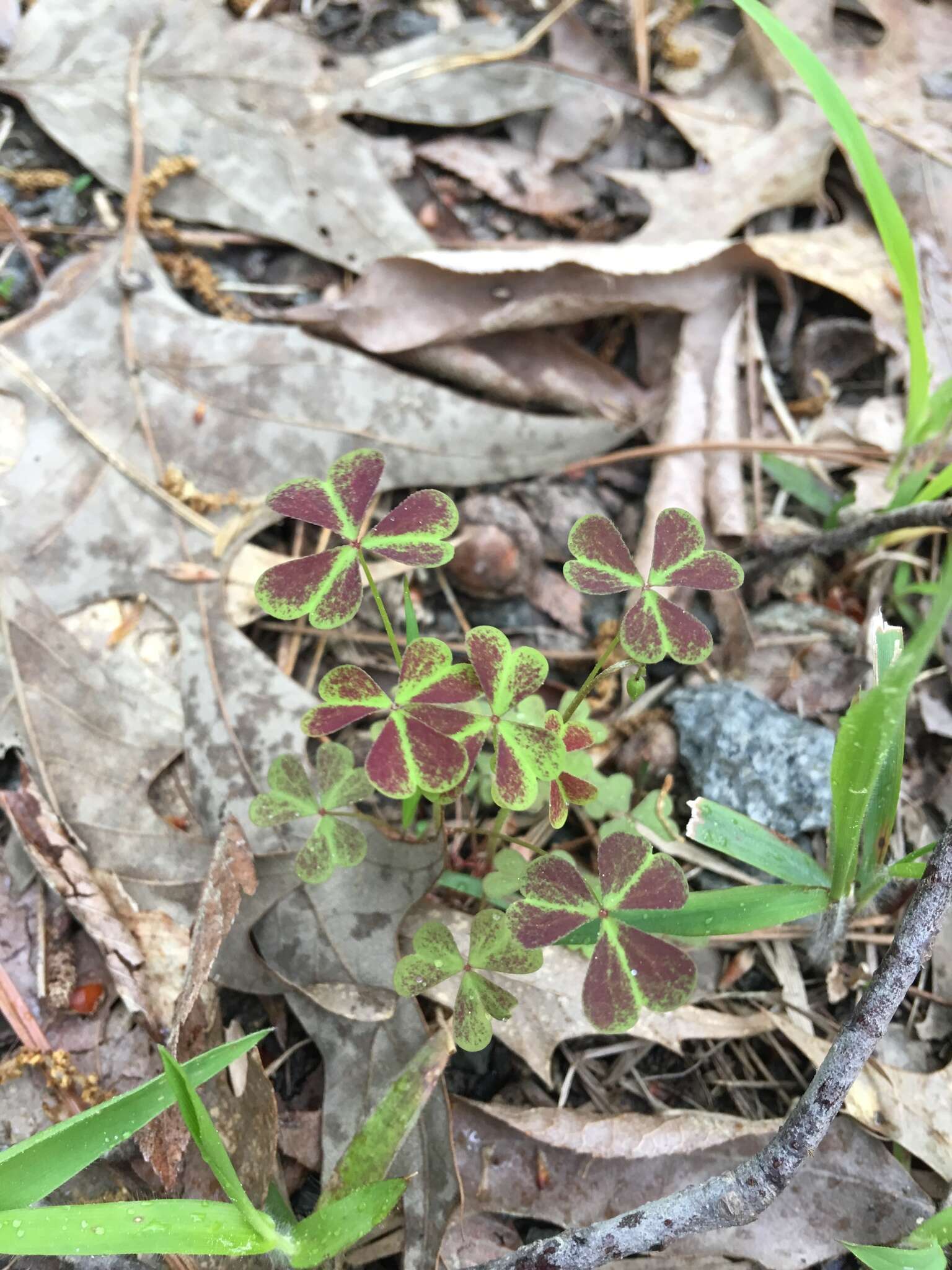 Imagem de Oxalis priceae subsp. colorea (Small) Eiten