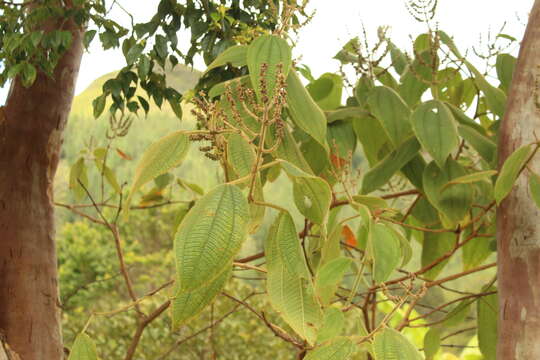 Слика од Miconia aeruginosa Naud.