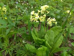 Image of Primula elatior subsp. pallasii (Lehm.) W. W. Sm. & Forrest