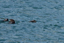 Image of western sea otter