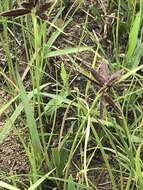 Image of Cyperus macranthus Boeckeler