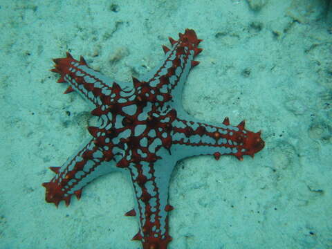 Image of African red knob sea star