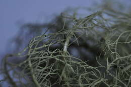 Image of speckled beard lichen