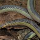 Image of Striped Quill-snouted Snake