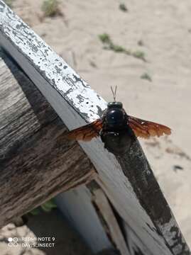 Image of Xylocopa perforator Smith 1861