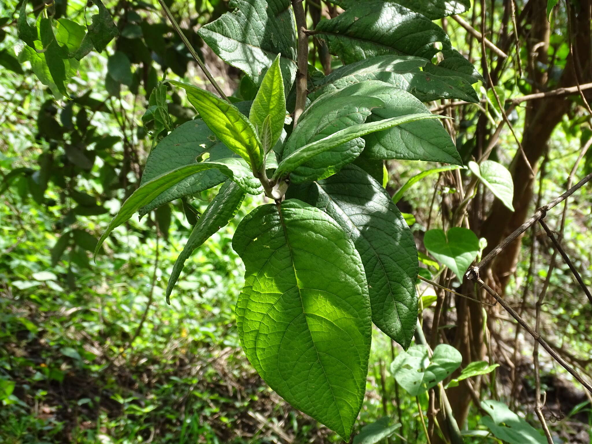 Plancia ëd Lepidaploa tortuosa (L.) H. Rob.