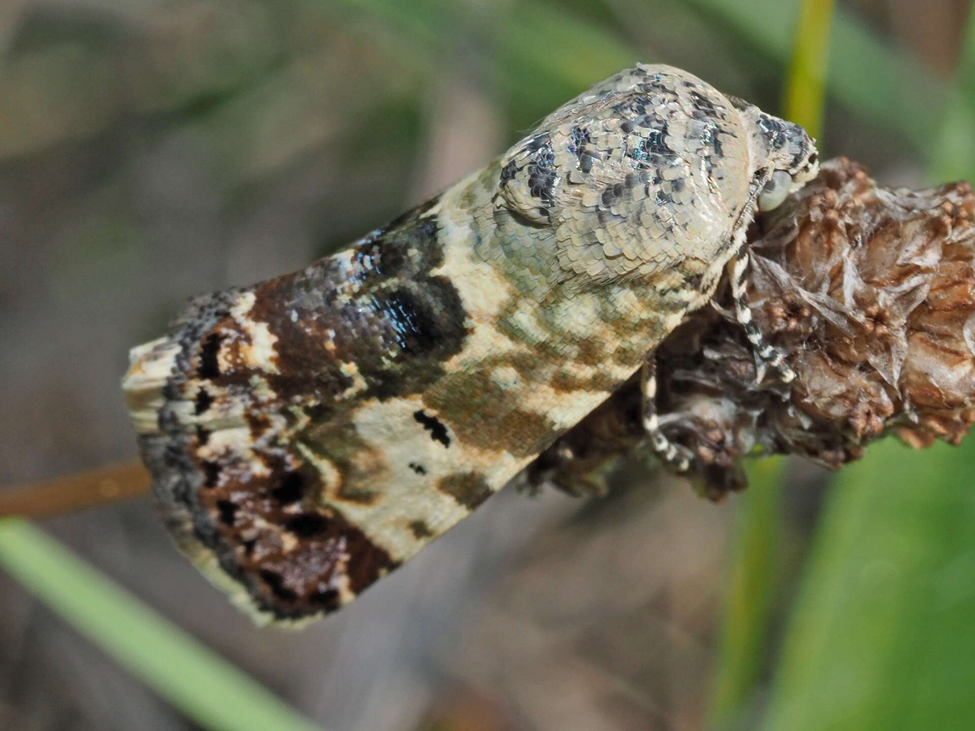 Image of Acontia dispar