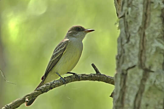 Image of Swainson's Flycatcher