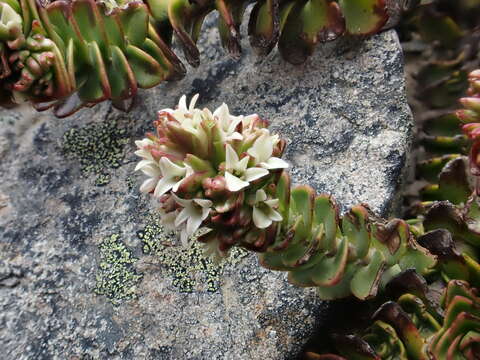 Image of Veronica haastii Hook. fil.