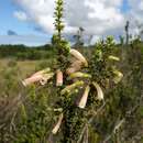 Image of Erica glandulosa subsp. glandulosa
