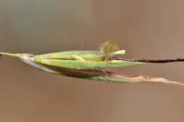 Sivun Themeda triandra Forssk. kuva