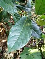 Image of Oecopetalum mexicanum Greenman & C. H. Thompson