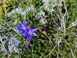 Image de Gentiana grandiflora Laxm.