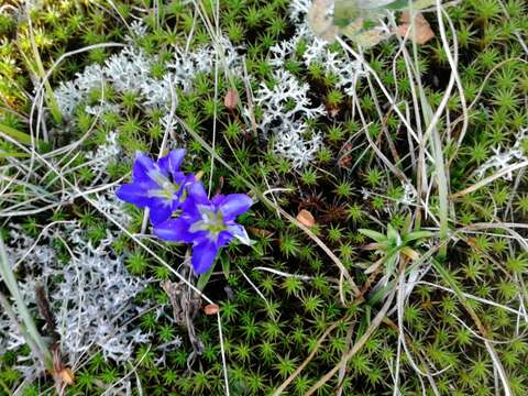 Image of Gentiana grandiflora Laxm.