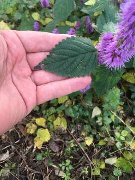 Слика од Elsholtzia splendens Nakai ex F. Maek.