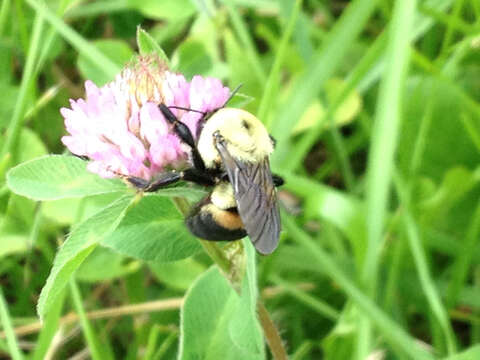 Image of Brown-belted Bumblebee