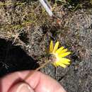 Image of Ursinia tenuifolia (L.) Poir.