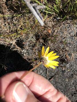 Image of Ursinia tenuifolia (L.) Poir.