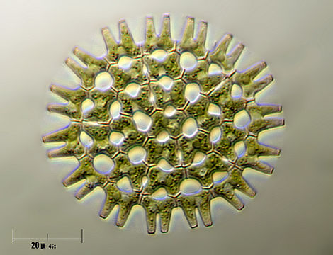 Image of <i>Pediastrum duplex</i>