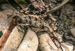 Image of Perinet Leaf Chameleon