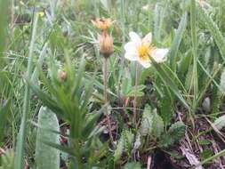 Imagem de Dryas octopetala subsp. hookeriana (Juz.) Hulten