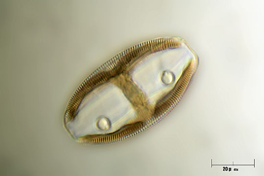 Image of <i>Amphora ovalis</i>