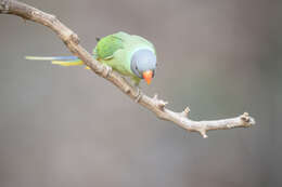 Image of Slaty-headed Parakeet